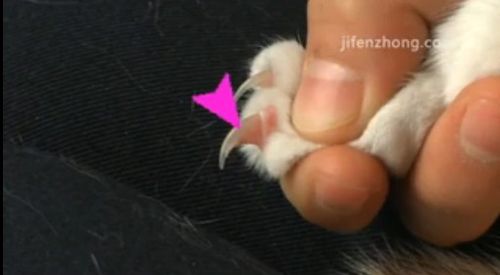 怎样给淘气的猫咪剪指甲