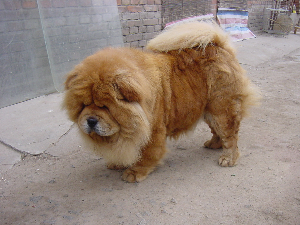 松狮犬为什么喜欢咬人腿部