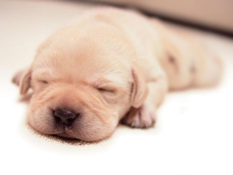 狗狗一直咳嗽怎么办