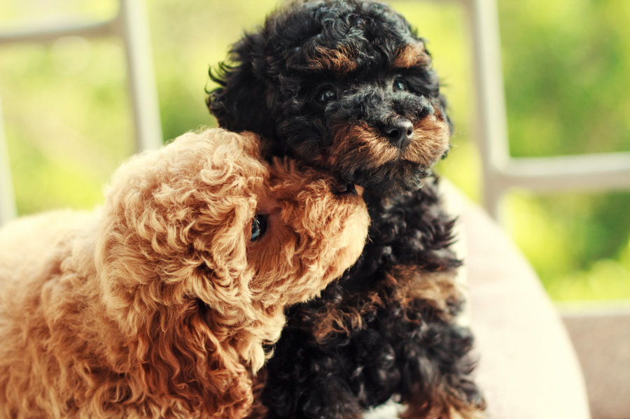 狗狗怎样和其他宠物友好相处