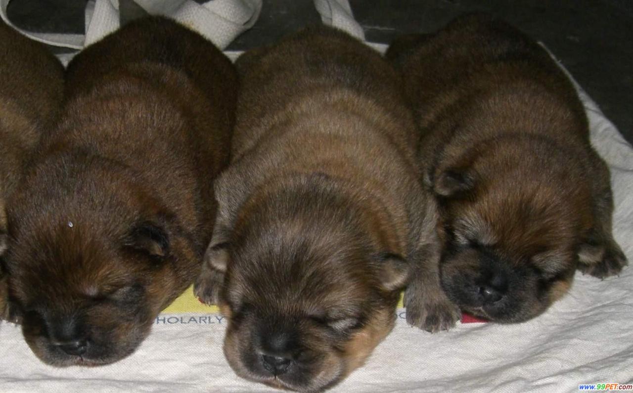 如何照顾刚出生的狗宝宝