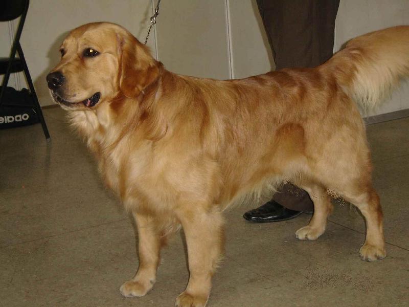 宠物犬被毒蛇咬伤