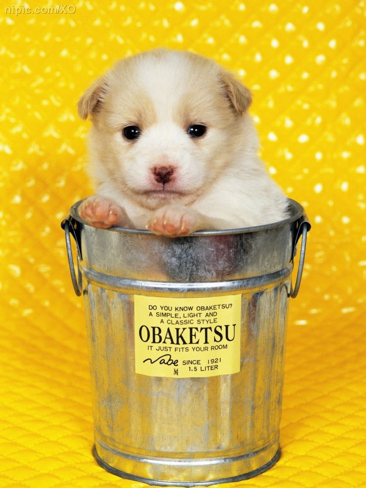 狗宝宝什么时候断奶 如何断奶