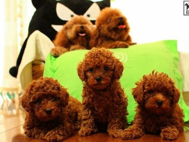 了解宠物狗狗的性格类型