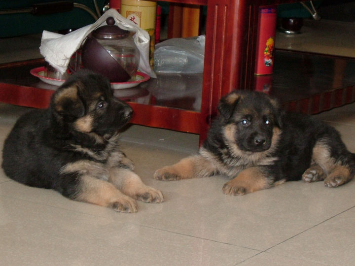 被宠物狗咬伤后应及时处理