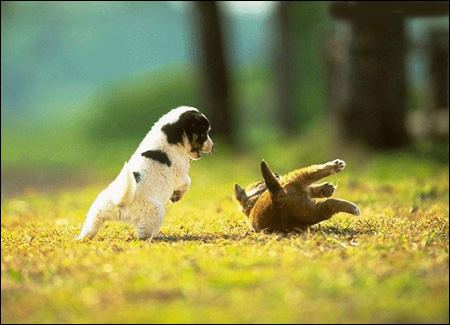 如何训练狗狗在户外运动