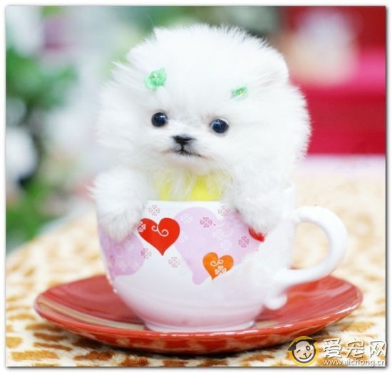 茶杯犬好养吗