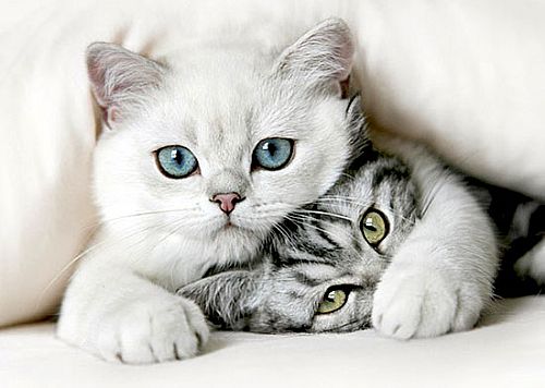 给猫咪的鼻子做健康检查