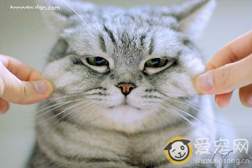 如何诊断猫咪已经肥胖超重