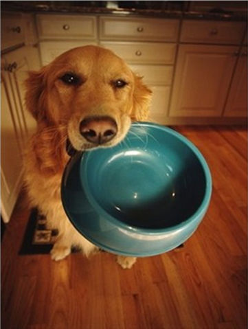 狗狗挑食不吃东西怎么办