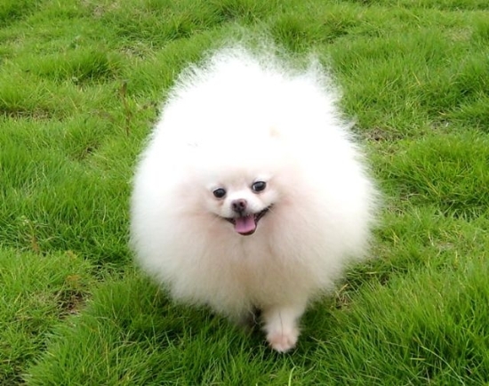 养狗前的准备：你有足够的时间吗？