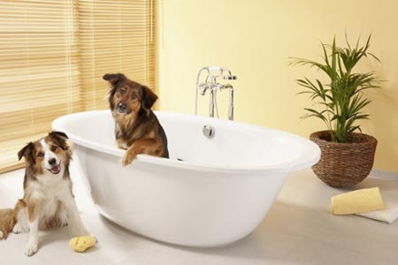 粑麻看过来 狗狗洗澡注意事项