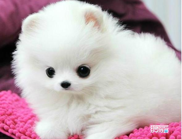 养狗前的准备:你有足够的耐心吗?