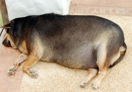 狗狗肥胖的原因有哪些