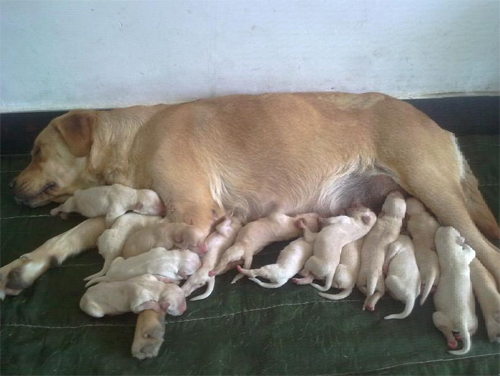 如何照顾刚出生的狗狗