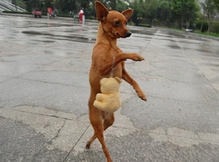 如何训练狗狗直立行走