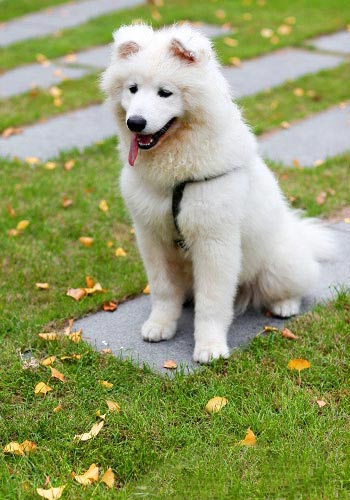 如何训练狗狗坐下动作