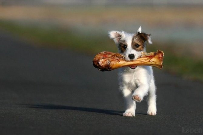 如何训练让狗狗学会叼东西