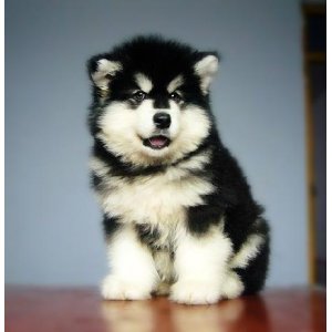 阿拉斯加和哈士奇的区别