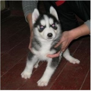 阿拉斯加和哈士奇的区别