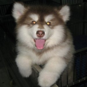 阿拉斯加和哈士奇的区别