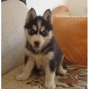 阿拉斯加和哈士奇的区别