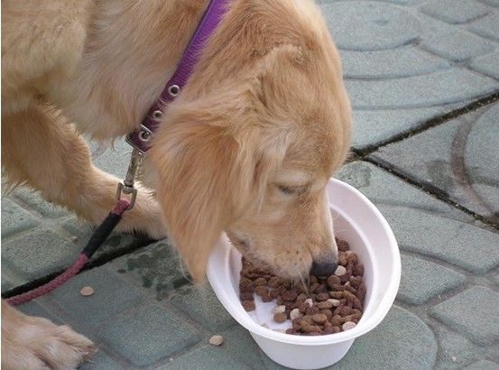 宠物犬不能多吃哪些食物