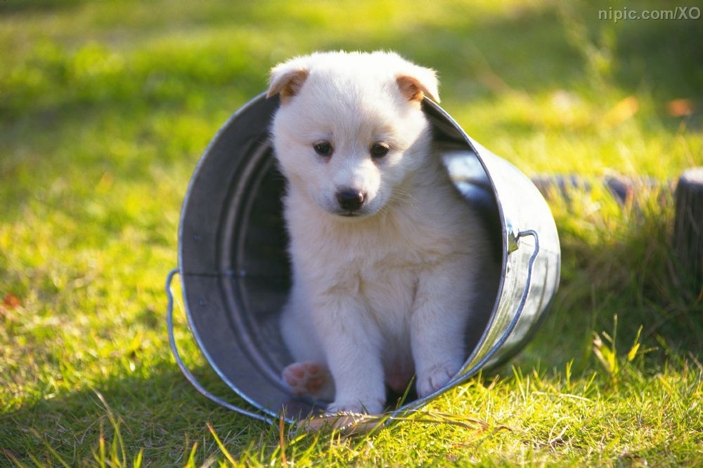 菜鸟必知:购买纯种犬的注意事项