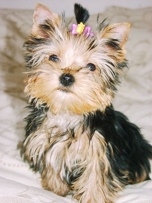 约克夏犬的性格怎么样