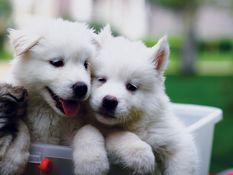 怎样让狗狗与其他狗狗相处