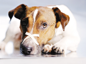 狗狗常见疾病有哪些