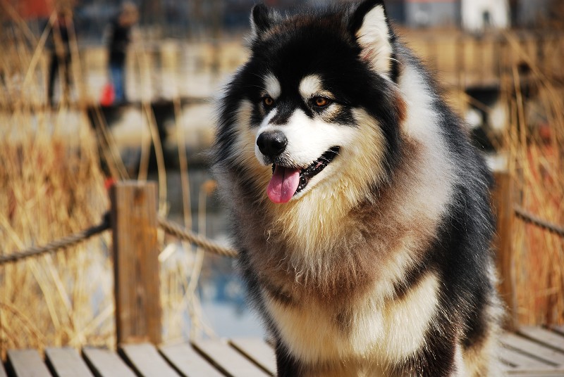 宠物狗狗夏季健康的管理