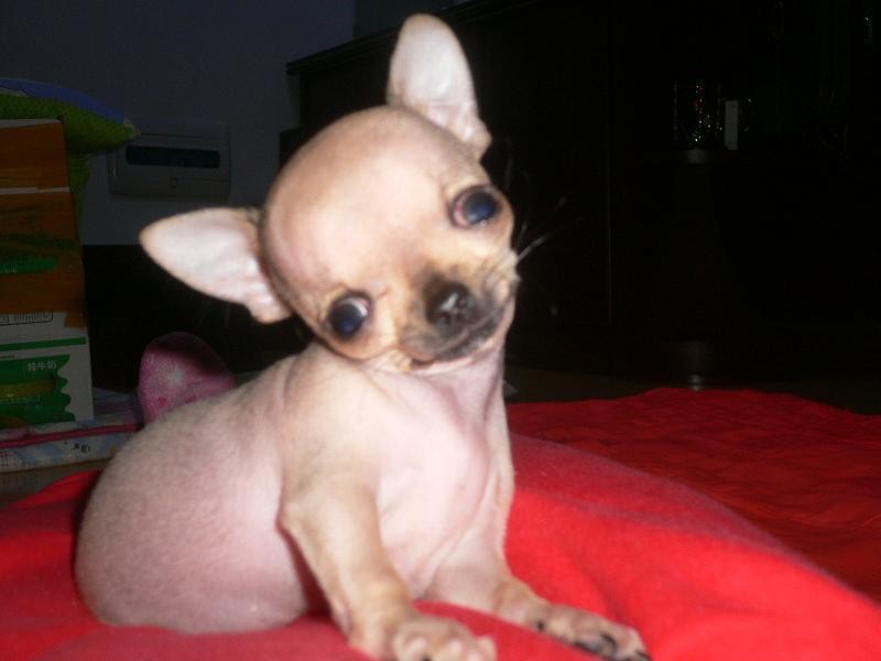 吉娃娃的外表特征有哪些