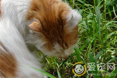 猫咪吃草是怎么回事