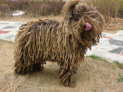 如何给宠物犬梳理毛发