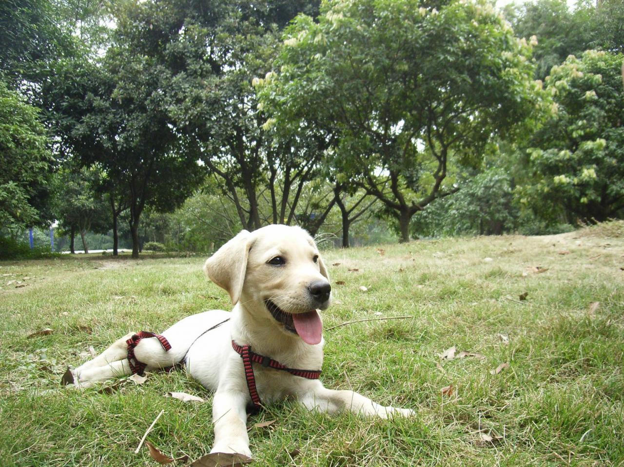 拉布拉多母乳喂养