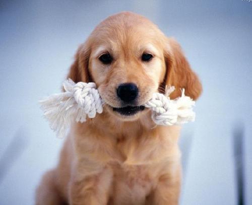 狗狗喜欢咬东西怎么办