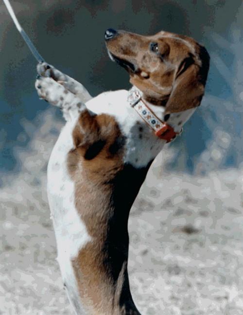 狗狗癫痫都有哪些症状 怎么治疗