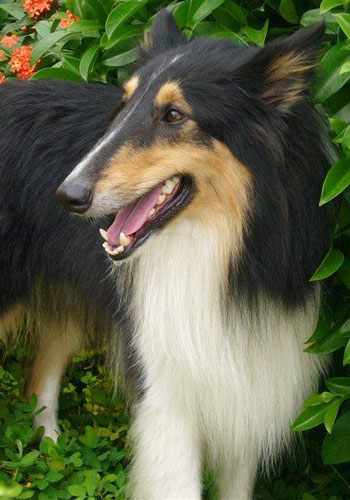 狗狗吠叫的原因及制止对策