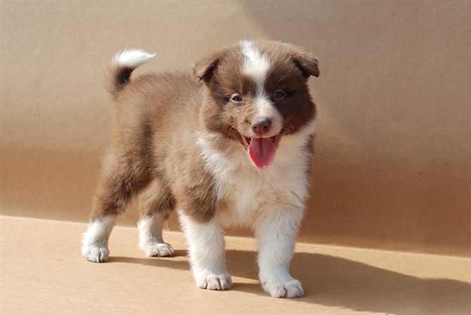 怎么训练让狗狗学会开门关门