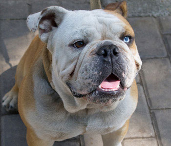 宠物狗总是流口水怎么办