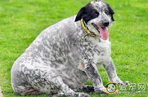 如何防止狗狗过度发胖