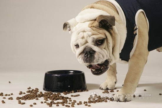 如何纠正狗狗乞食的行为