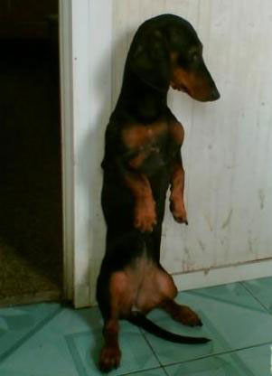 如何训练宠物狗狗站立