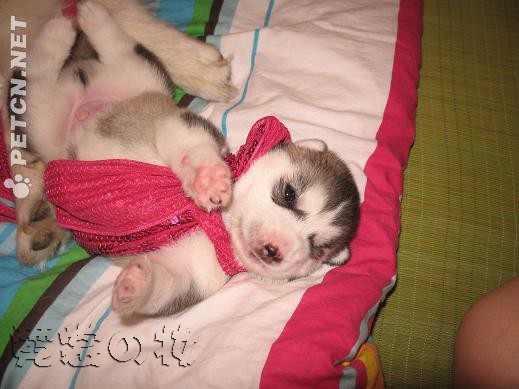 哈士奇小时候图片 够萌吧