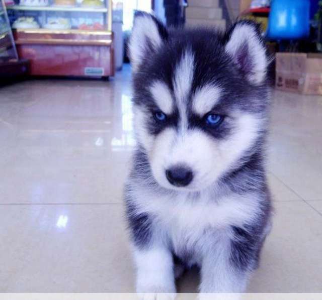 哈士奇小时候图片 够萌吧