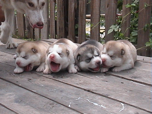 哈士奇小时候图片 够萌吧