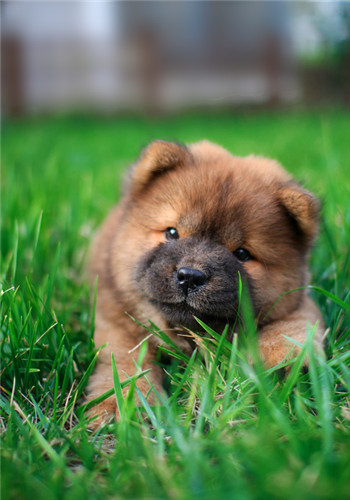 狗狗春季养护注意事项_春季养狗需要注意什么