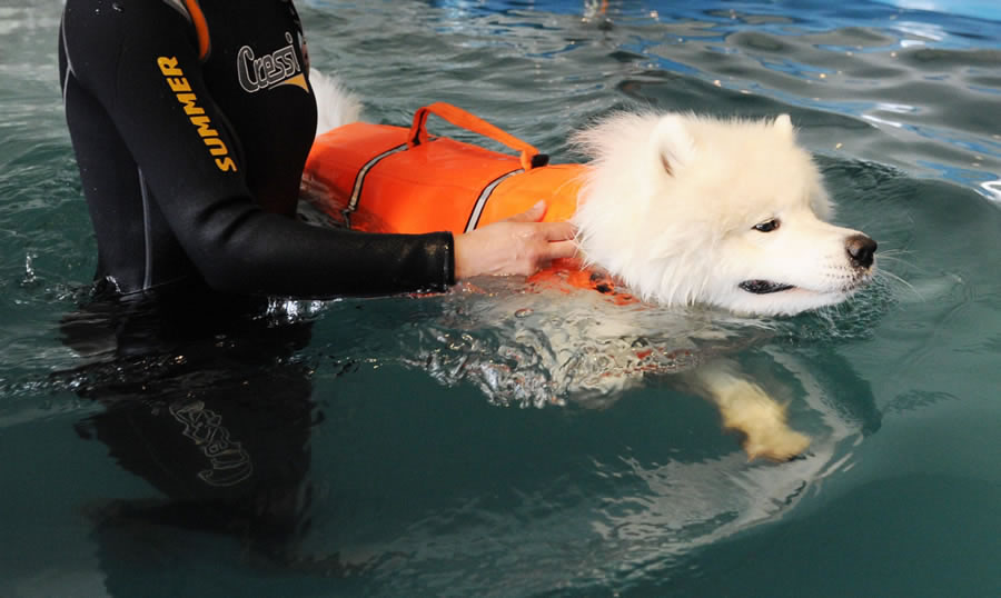 如何训练狗狗学会游泳