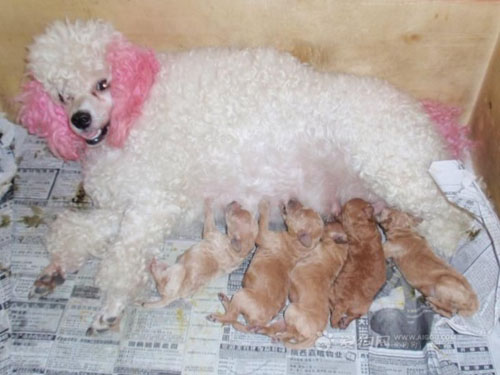 狗狗产后应该怎样护理